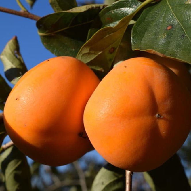 【先行予約】和歌山産 貯蔵たねなし柿 化粧箱入り（6玉～8玉入り）