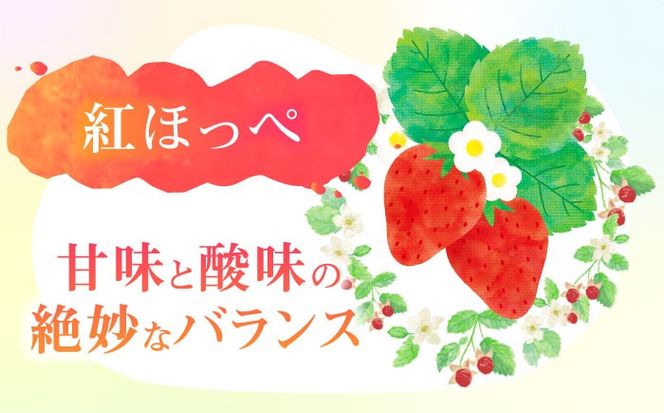 朝摘み 愛知県産 完熟紅ほっぺ 約250g×4パック いちご 紅ほっぺ 完熟 愛西市/くぼ苺農園[AECJ001]