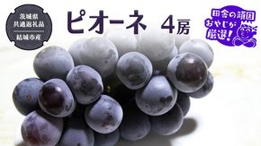 ピオーネ 4房【2026年8月より発送開始】（茨城県共通返礼品 [ぶどう]：結城市産）田舎の頑固おやじが厳選！  ぶどう ブドウ 葡萄 種なし 大粒 高糖度 ギフト 甘い 美味しいフルーツ [BI286-NT]