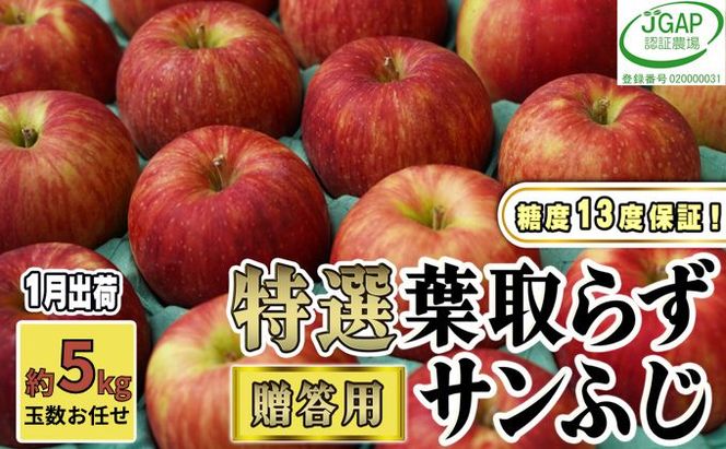 1月発送【 糖度保証 】贈答用 葉取らず サンふじ 約 5kg 【 特選 】鶴翔りんごGAP部会 青森県産 津軽産 リンゴ 林檎 果物 JGAP認証 安心 丸かじり 甘い 高糖度 ギフト 