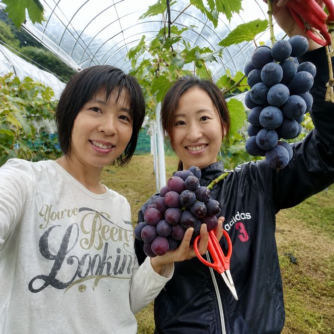 ニュー ピオーネ 2kg前後 3房～5房 葡萄 フルーツ 岡山 高梁市産 ぜきお農園 ぶどうclub 2026年 先行予約 果物 