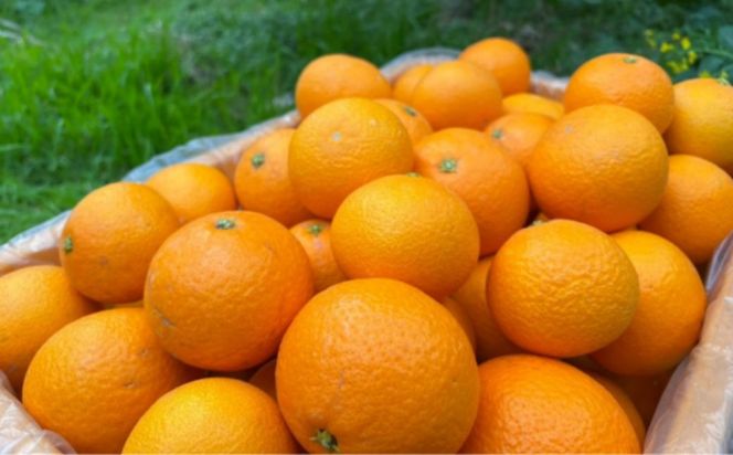 清見オレンジジュース 720ml×3本 ※離島への配送不可 IKTAU013