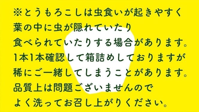 【先行予約 2026年6月下旬以降発送 】【 令和8年産 】【数量限定】【訳あり】 朝採り 白い とうもろこし ピュアホワイト 約6kg トウモロコシ コーン 旬 BBQ バーベキュー 夏野菜 甘い 期間限定 ふるさと納税 6000円 [AX056ya]