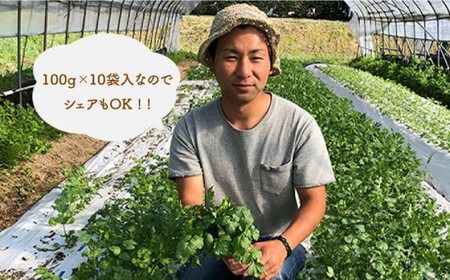 【先行予約販売】糸島産 パクチー 1kg （100g×10袋） 【2024年10月以降順次発送】 糸島市 / MURA FARM[AFD002]  パクチー パクチー国産 パクチーエスニック パクチーアジアン パクチーオーガニック野菜