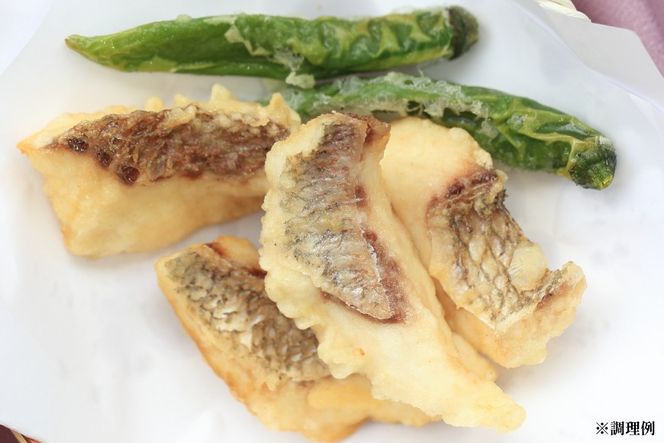 AJ681 真鯛フィーレ （ 切り身 約150g×3パック ) [真鯛 まだい 鯛 タイ 天然 鮮魚 魚 白身魚 切り身 新鮮 骨なし 骨取り 小分け 手軽 真空パック 株式会社 入千代商店 長崎県 島原市]