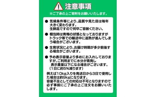 【先行予約】【数量限定】L～2Lサイズおまかせ 和歌山県産 南高青梅 10kg【2025年6月中旬より順次発送致します。】【JAながみね】/ 青梅 梅 南高梅 【jan005】