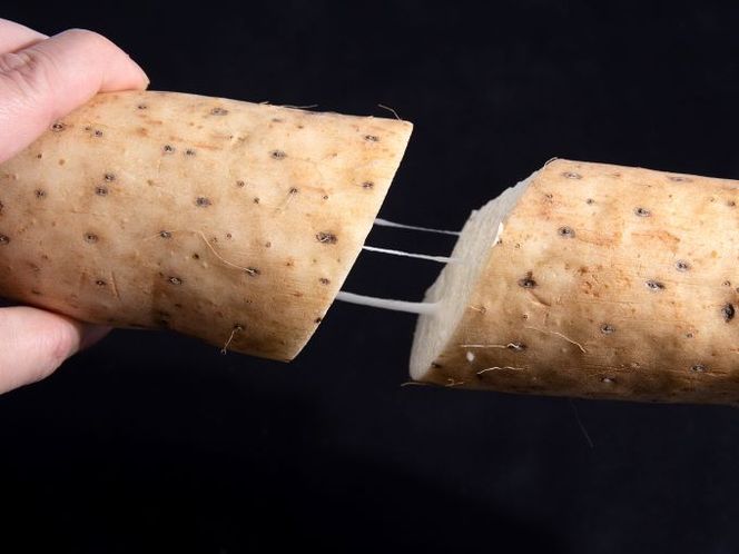 長谷川さんが作った長芋（約5kg） 野菜 根菜 やさい とろろ ながいも 芋 いも 青森県 鰺ヶ沢町