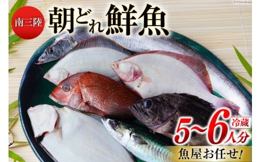 鮮魚 詰め合わせ 朝どれ鮮魚BOX 5～6人前 下処理済み [さかなのみうら 宮城県 南三陸町 30aj0007] 魚 旬 朝とれ 産地直送