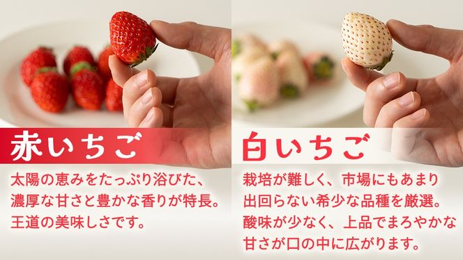 赤白いちごの宝石箱アソート 36粒 【2026年12月から発送開始】（茨城県共通返礼品 [いちご]：城里町産）  | いちご 苺 赤 イチゴ 白いちご 白イチゴ 宝石箱