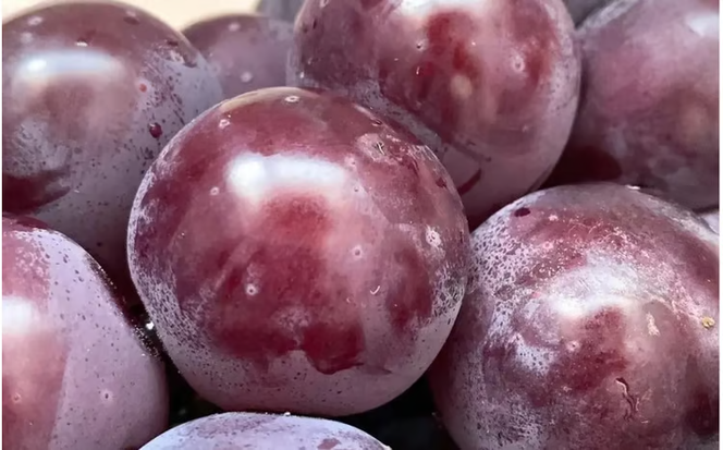 【2026年先行予約】【ご家庭用】 岡山の『ニューピオーネ』 3房～４房 (2kg前後 化粧箱入) Lino＆Kai Farm / 朝採れ ぶどう 岡山 真庭市 ピオーネ 高級 ギフト 大粒 果物 贈答 人気 産地直送 国産 数量限定 種なし 【linokai005-02】