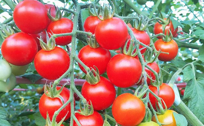 【2026年発送】ミニトマト ほれまる 1kg［松鶴ファーム］野菜ソムリエサミット金賞 トマト ミニトマト プチトマト 野菜 やさい 新鮮 とれたて 甘い 北海道 南富良野