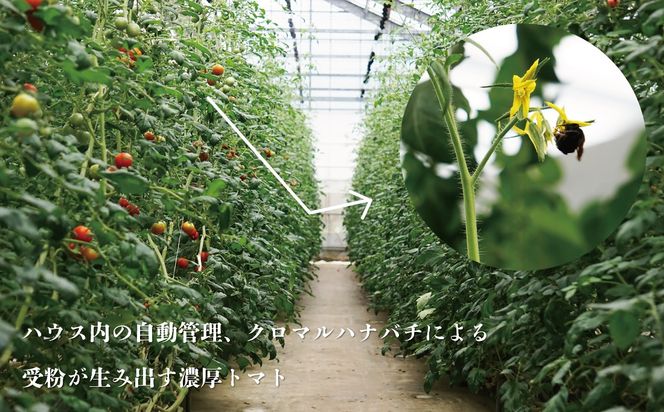 【期間限定（３～７月）】赤坂とまとの完熟セット　DE-1