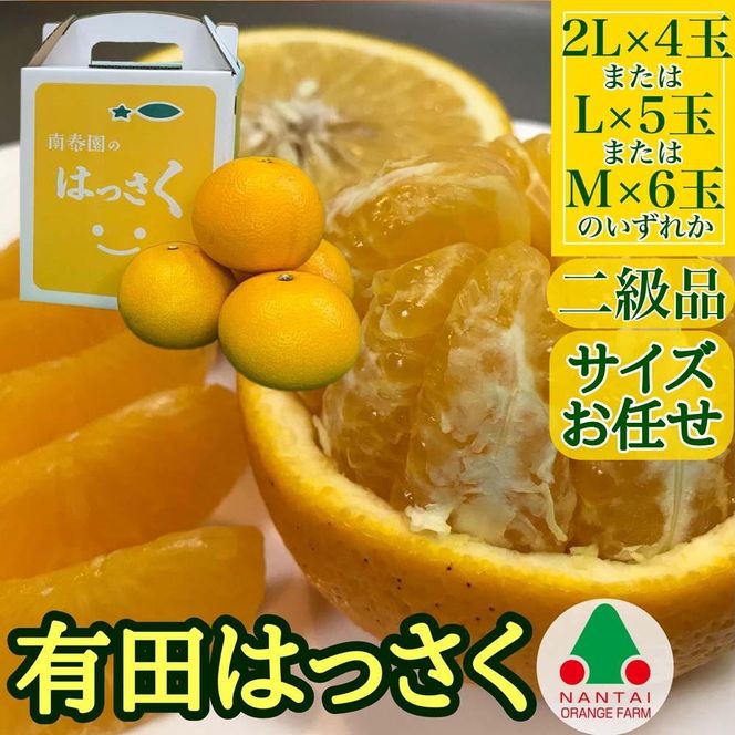 定期便 貯蔵 はっさく ＆ ハウス せとか 全2回 南泰園 二級品 小箱 セット みかん  BS208