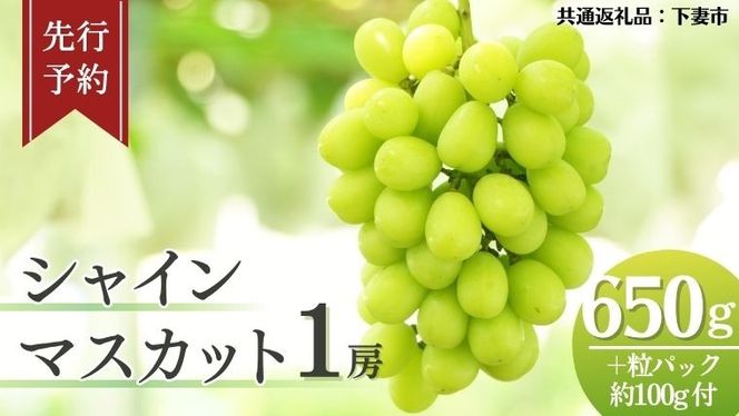  《 先行予約 》 シャインマスカット 1房 ( 約650g + 粒パック 約100g付 )【2026年8月下旬頃発送開始】 ( 共通返礼品：下妻市 )フルーツ 果物 マスカット ぶどう 葡萄 ブドウ 旬 国産 産地直送 化粧箱 ギフト 【石﨑ぶどう園】 [DT001us]