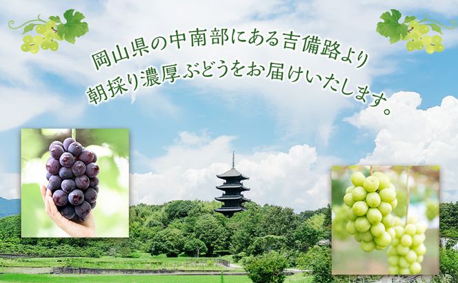 ぶどう 2026年 先行予約 ［ご家庭用］ シャイン マスカット 2房（合計1kg以上）  ブドウ 葡萄  岡山県産 国産 フルーツ 果物 OEC KINGDOM ぶどう家 果物類 