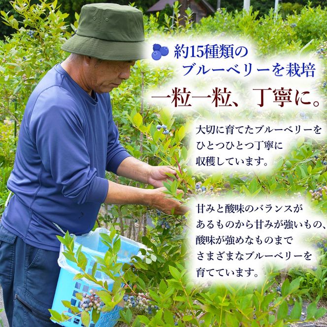 ブルーベリー　ジャムセット