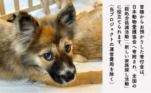 【ふるさと納税】【寄付額が選べる】日本動物愛護協会殺処分低減活動への寄附【犬猫殺処分ゼロ】（返礼品なし）【MRI-AiD】