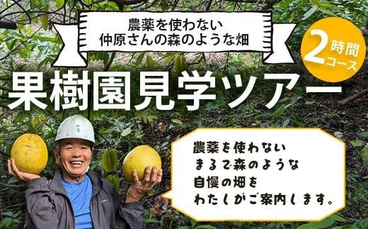 10月〜3月は1番人気の文旦も食べ放題＆お土産付！＜1回1組限定プライベート体験ツアー！＞農薬を使わない、仲原さんの「森のような畑」【 沖縄 石垣島 畑 果樹園 見学 体験 ツアー 食育 野菜 果物 沖縄のいいもの石垣島 】OI-21-1