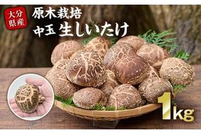 原木栽培の中玉生しいたけ（1kg）九州産 大分県産 国産 しいたけ 椎茸 生椎茸 生シイタケ 生しいたけ 生しいたけ 生シイタケ 原木しいたけ 佐伯市【FR04】【かやの椎茸屋】