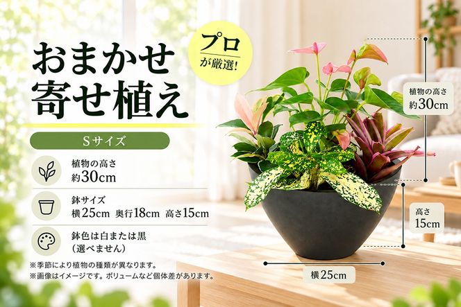 オリジナルアレンジ観葉植物　Sサイズ【寄せ植え インテリア リビング 室内 グリーン 植物 癒し リフレッシュ】 (H086109)