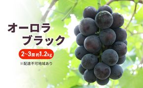 ぶどう 2026年 先行予約 オーロラブラック 2～3房 約1.2kg ブドウ 葡萄 岡山 国産 フルーツ 果物