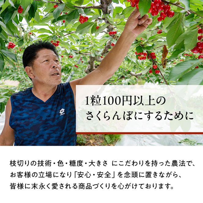 先行受付 北海道 仁木町産 贈答用 さくらんぼ 【 紅秀峰 】 桐箱入 2L～3Lサイズ 500g 果物類 フルーツ サクランボ チェリー  [嶋田茂農園匠]