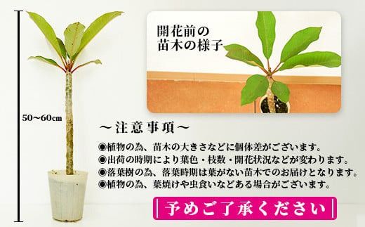 石垣島産 プルメリア苗木1本(50〜60cm) 【 石垣島 南国 植物 花 苗木 観葉植物 】 NE-5