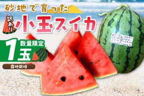 【先行予約／数量限定100】にしまるスイカ 訳あり 1玉入り（露地栽培）（2025年7月中旬から発送）　FR00014