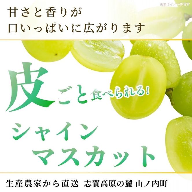 【2026年10月発送】シャインマスカット 訳あり家庭用 約2kg 4～6房 マスカット ぶどう 果物 信州 長野