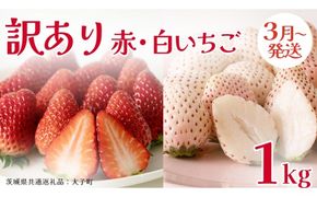 訳あり 紅白いちご 1kg【2026年3月発送開始】(茨城県共通返礼品：大子町) 苺 果物 フルーツ 果実 ご家庭用 
