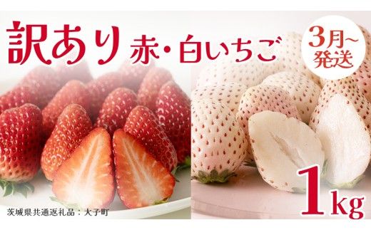 訳あり 紅白いちご 1kg【2026年3月発送開始】(茨城県共通返礼品：大子町) 苺 果物 フルーツ 果実 ご家庭用 