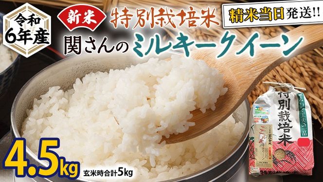 《 特別栽培米 》 令和6年産 精米日出荷 関さんの「 ミルキークイーン 」 4.5kg ( 玄米時 5kg ) 新鮮 精米 米 こめ コメ 特別栽培農産物 認定米 新米 [AM087us]