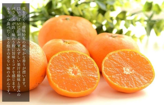 ［先行予約］熟成 みかん 箱込2.5kg ( 内容量 2.3kg ) SMLサイズのいずれか 秀品 優品 混合 和歌山県産 産地直送 贈答用 ［みかんの会］ 	AX378