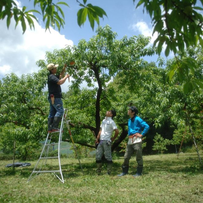 2026年 早期受付 岡山県産 白桃 大玉 (約2.2kg) 5～7玉 桃 もも 果物 フルーツ