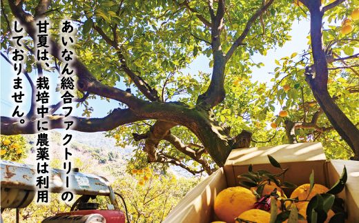 数量限定 先行予約 訳あり 木成り 完熟 甘夏 15kg 10000円 樹齢 50年 みかん あまなつ 夏みかん グレープフルーツ だいだい 家庭用 事前 予約 受付 産地直送 国産 農家直送 糖度 果樹園 期間限定 特産品 ゼリー マーマレード ピール ジュース デザート 等に 人気 甘い おいしい フルーツ 果物 柑橘 蜜柑 規格外 減農薬 あいなん総合ファクトリー 愛南町 愛媛県
