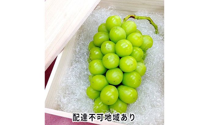 ぶどう 2026年 先行予約 シャイン マスカット 桐箱 1房入り 800g以上 ブドウ 葡萄  岡山県産 国産 フルーツ 果物 ギフト 内藤ぶどう園 果物類 シャインマスカット