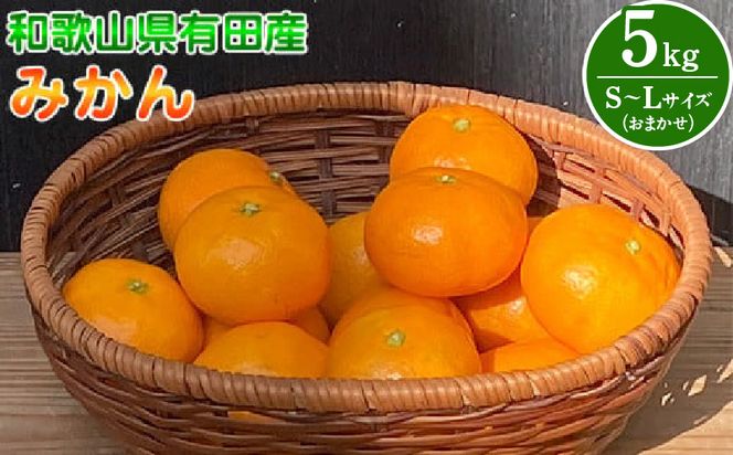 和歌山県有田産 みかん 約5kg L～Sサイズ（おまかせ）_BT6011n