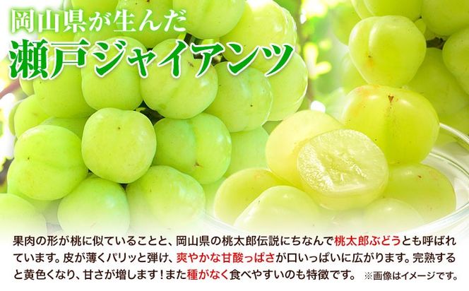 【2025年産先行予約】3ヶ月 定期便 食べ比べセット たたらみねらる シャインマスカット 瀬戸ジャイアンツ ピオーネ 各1房《8月下旬-10月下旬頃出荷》岡山県 笠岡市 マスカット ぶどう ブドウ 葡萄 フルーツ 果物 たたらみねらる 食べ比べ セット---Y-08---