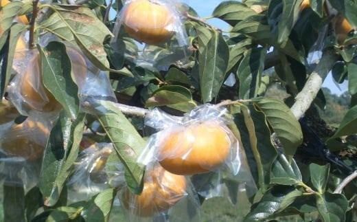 【希少】紀の川柿約1.8～2kg（種無し）秀選品 【tec405B】