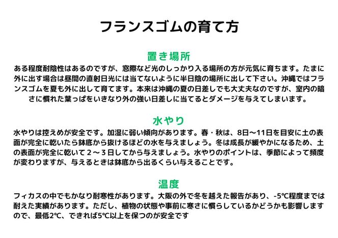 沖縄の観葉植物 人気のフィカス フランスゴム6号 シュエット鉢ポット
