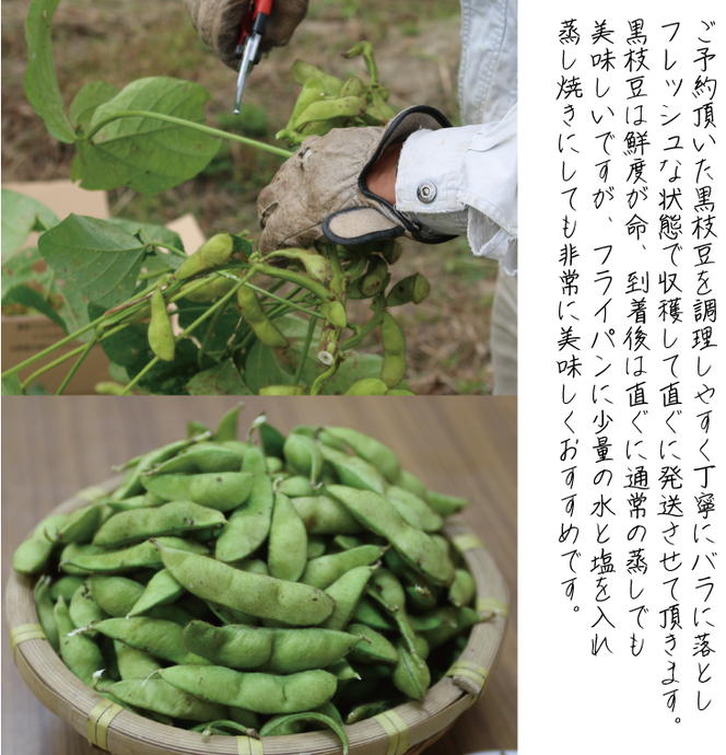 枝豆 京都 2027年 先行予約 黒枝豆 生落花生 るり渓 大河内生産組合発 丹波 野菜 国産 生 落花生 おつまみ えだまめ エダマメ 先行 ※北海道・沖縄・離島への発送不可 