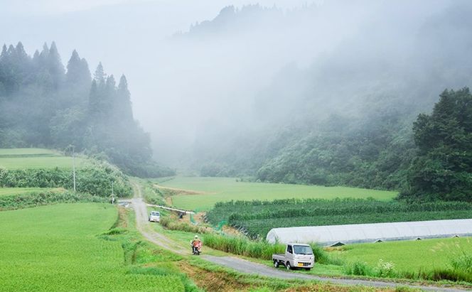 【数量限定！】あま！うま！ミネラル栽培の魚沼産従来コシヒカリ精米5kg (5kg×1袋)