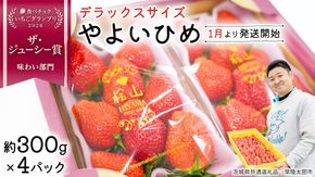 「食べチョクいちごグランプリ2026」味わい部門「ザ・ジューシー賞」受賞 やよいひめ ( 4パック ) 特大 デラックス サイズ 【 2026年1月から発送開始 】 ( 茨城県共通返礼品 : 常陸太田市 ) 約 300g × 4 パック やよいひめ ヤヨイヒメ 弥生姫 いちご 数量限定 果物 くだもの フルーツ 苺 イチゴ 期間限定 [ES013us]