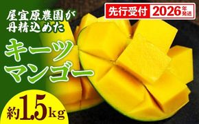 【先行受付】【2026年発送】屋宜原農園が丹精込めた「キーツマンゴー」約1.5kg - 先行予約 沖縄 産地直送 南国フルーツ 旬の味覚 沖縄県産 国産マンゴー 希少種 季節の果物 沖縄県 八重瀬町