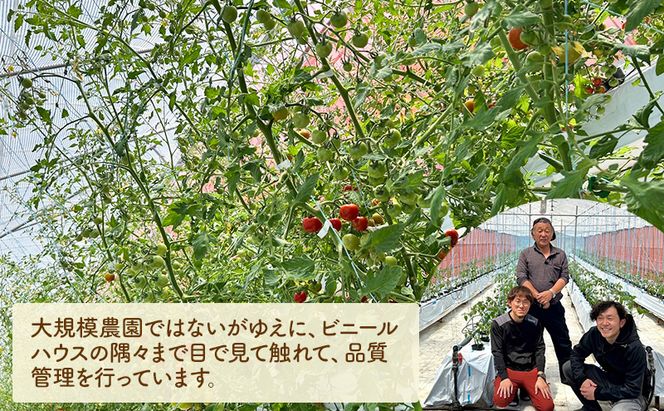 ミニトマト 約2kg 注文時の食べごろ品種詰め合わせ アイビーファーム 長野 信州 小諸 産地直送