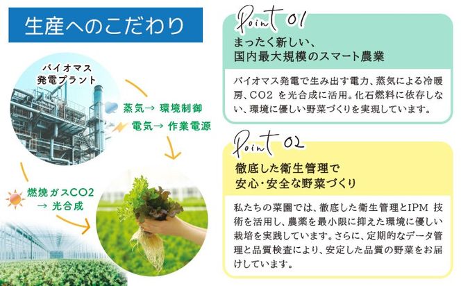 サラトリオ 12個セット 野菜 レタス 3種のレタス グリーンオーク レッドオーク グリーンクリスピー 《30日以内に出荷予定(土日祝を除く)》 JA晴れの国岡山 笠岡アグリセンター 野菜 岡山県 笠岡市---H-58---