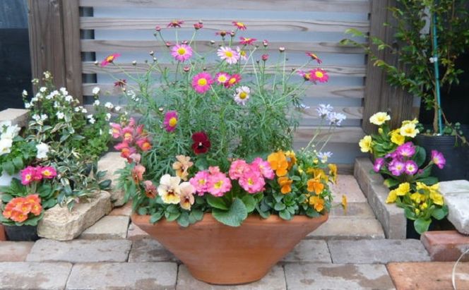 可愛いピンクのお花たっぷりの寄せ植え 