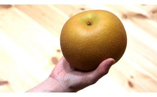 今一番人気 『 あきづき 』 5kg ( 自家用 ) 2026年産 先行予約 フルーツ 果物 国産 日本産 梨 ナシ なし 和梨 [DJ003ci]