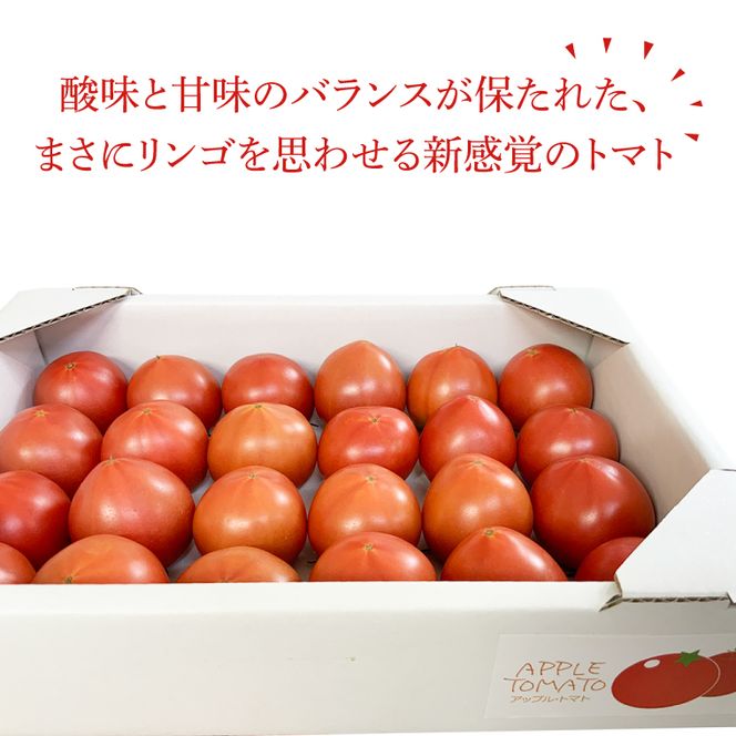 【2026年6月より順次発送】東山農園のアップルトマトとフラガール　合計約1kg｜トマト とまと 野菜 やさい 数量限定 先行予約 アップルトマト 新感覚 濃厚 フルーツ フルーツトマト 茨城県 行方市 ふるさと納税(FP-2)