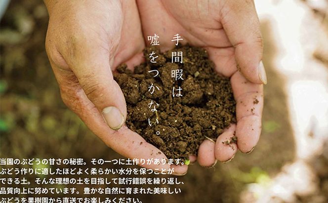 厳選 シャインマスカット・ニューピオーネ 2房 合計1.0kg以上 詰合せ 産地直送 朝採れ ぶどう 葡萄 Kawahara Green Farm 岡山県産 2026年 先行予約